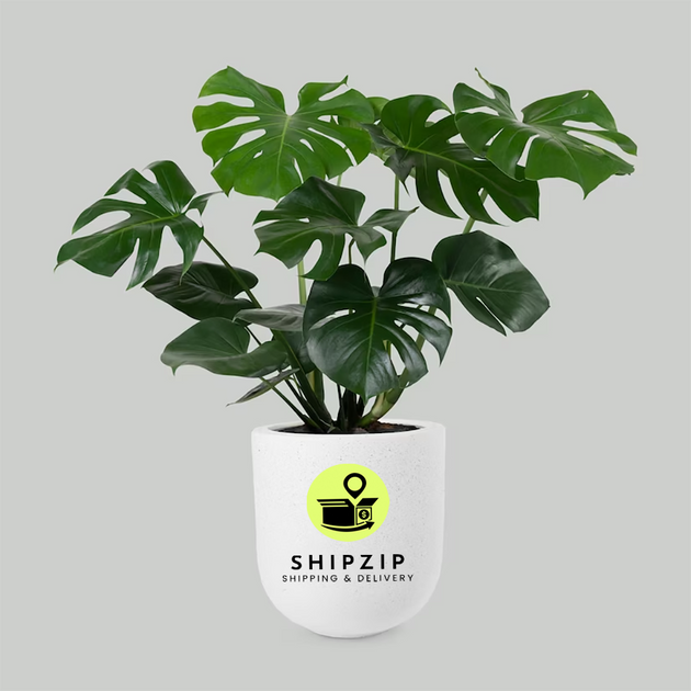 monstera plant shipped Monstera Majesty Pot – ShipZipcode