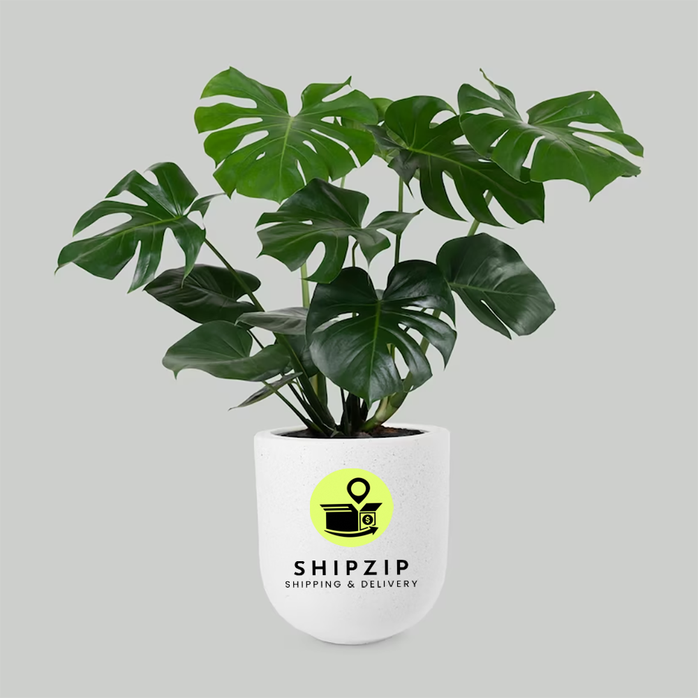 monstera delivery Monstera Majesty Pot – ShipZipcode